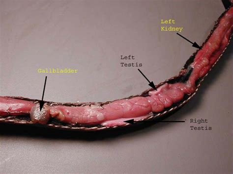 snake sex organs|Hemipenis .